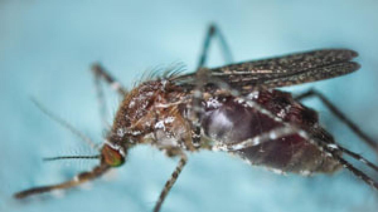 Climate Prediction and Malaria