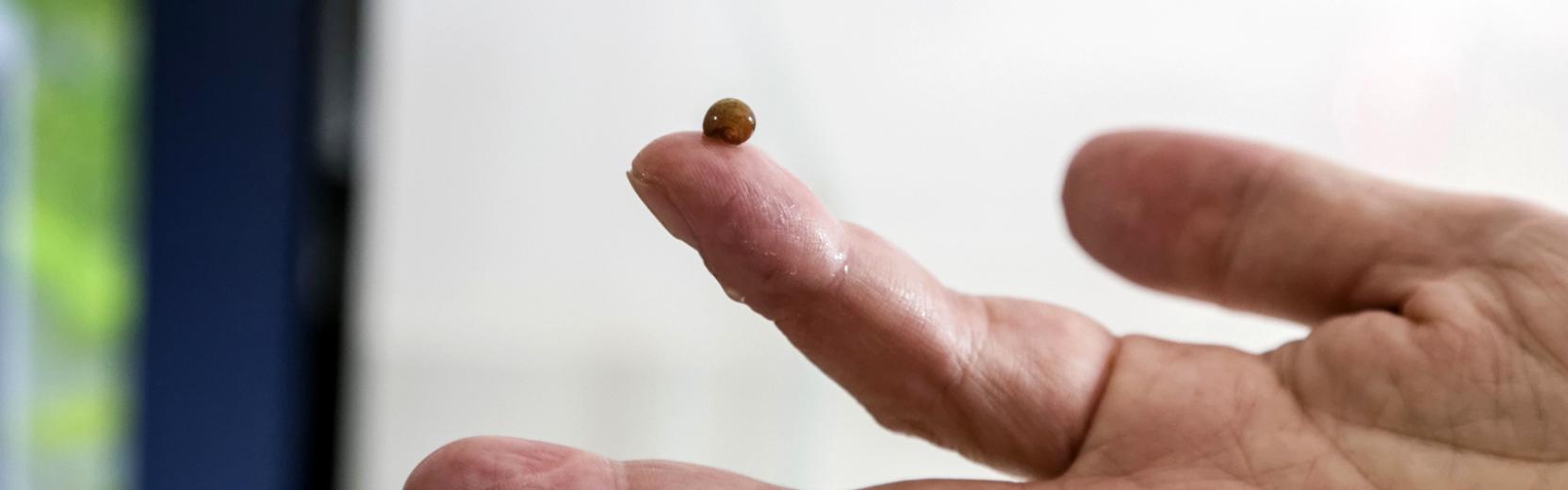 Man holding a very small slug